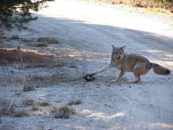Coyote Taken with Joe Mast Lures