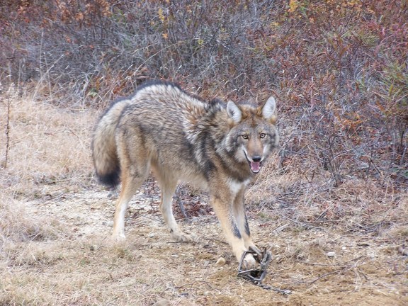 Northwoods Coyote taken with Joe Mast Lures